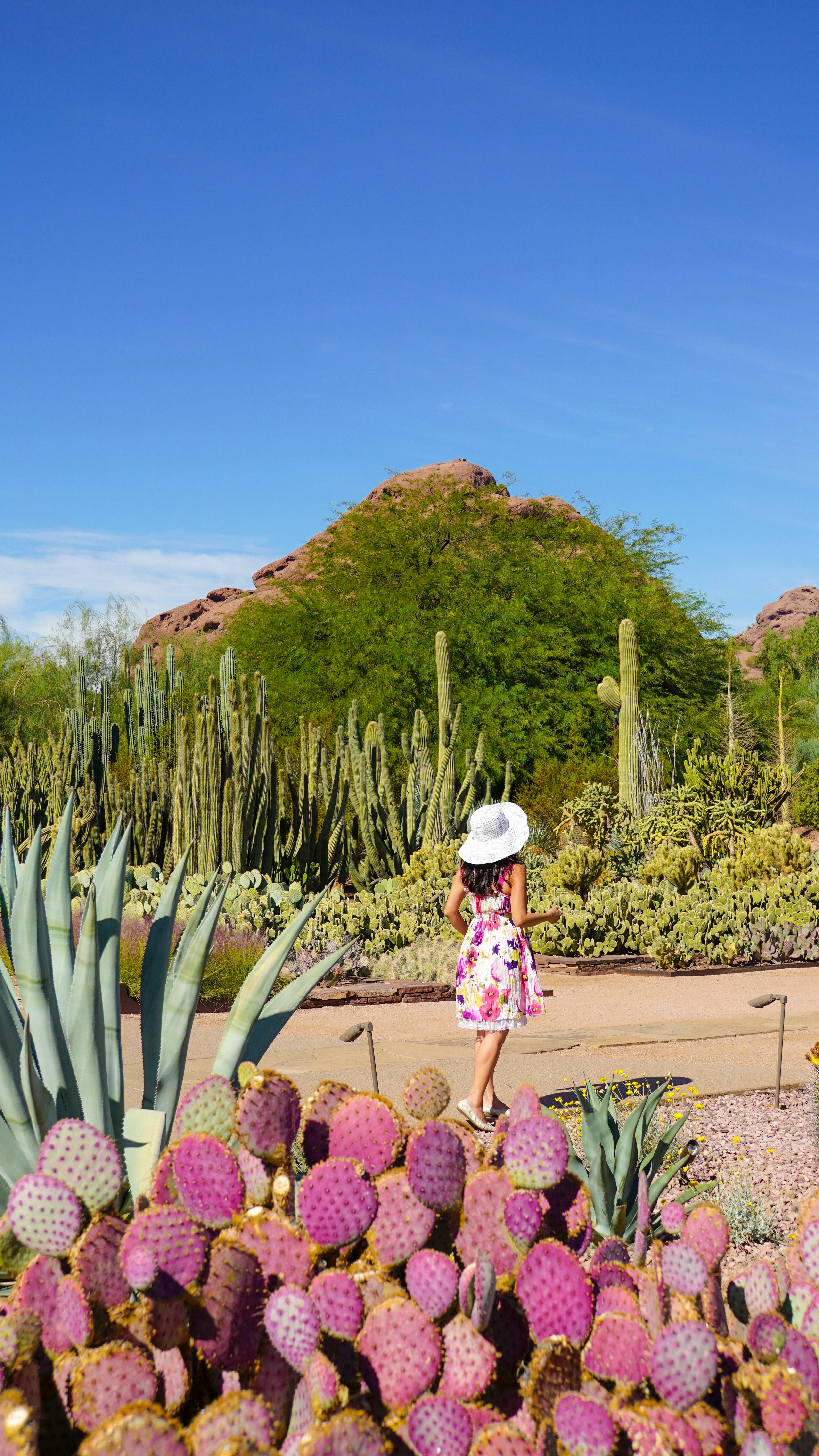You wonâ€™t want to miss the Desert Botanical Garden @dbgphx if you are into horticulture